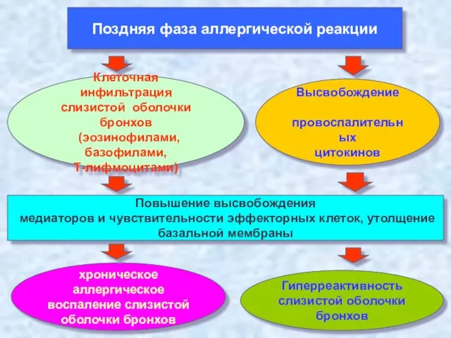 Поздняя фаза аллергической реакции Клеточная инфильтрация слизистой оболочки бронхов (эозинофилами,