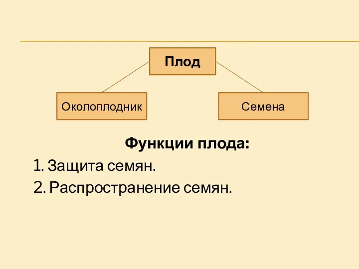 Функции плода: 1. Защита семян. 2. Распространение семян. Плод Околоплодник Семена