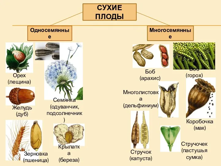 СУХИЕ ПЛОДЫ Односемянные Многосемянные Орех (лещина) Желудь (дуб) Семянка (одуванчик,