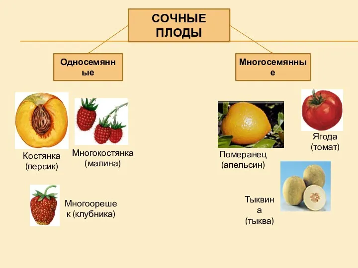 СОЧНЫЕ ПЛОДЫ Односемянные Многосемянные Костянка (персик) Многокостянка (малина) Ягода (томат) Многоорешек (клубника) Померанец (апельсин) Тыквина (тыква)