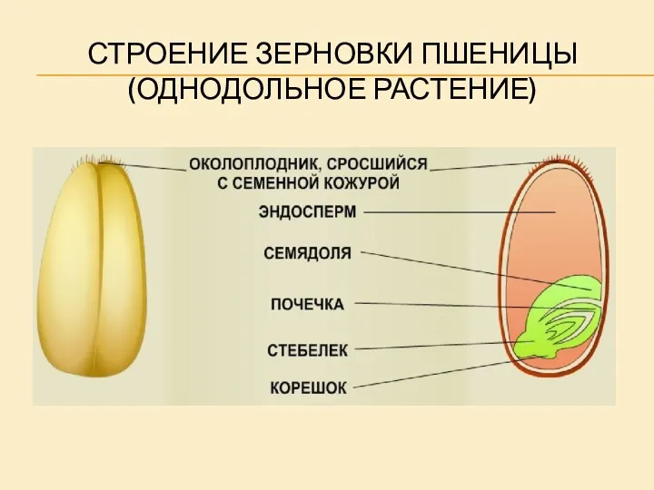 СТРОЕНИЕ ЗЕРНОВКИ ПШЕНИЦЫ (ОДНОДОЛЬНОЕ РАСТЕНИЕ)