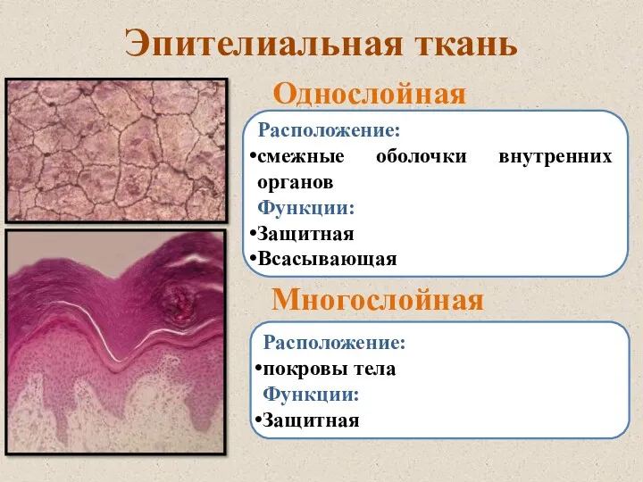 Эпителиальная ткань Однослойная Многослойная Расположение: смежные оболочки внутренних органов Функции: