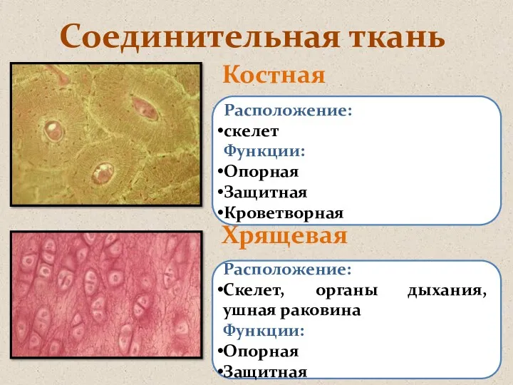 Соединительная ткань Костная Хрящевая Расположение: скелет Функции: Опорная Защитная Кроветворная