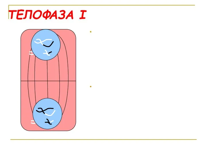 ТЕЛОФАЗА I Расхождение гомологичных хромосом к противоположным полюсам клетки означает завершение первого деления