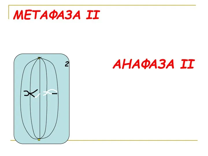 МЕТАФАЗА II АНАФАЗА II 2