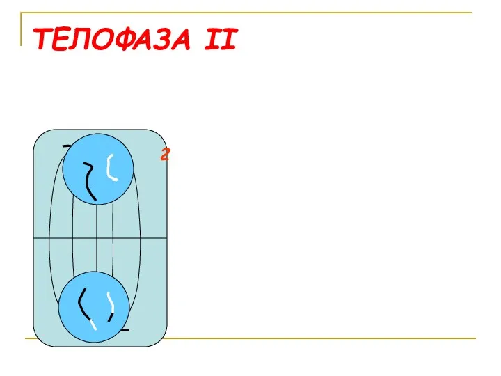 ТЕЛОФАЗА II 2