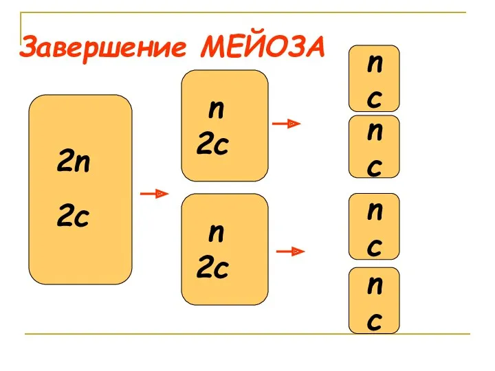 Завершение МЕЙОЗА 2n 2c n 2c 2n (2c) n 2c n c n