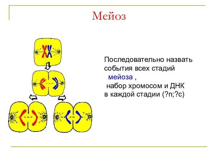 Мейоз Последовательно назвать события всех стадий мейоза , набор хромосом и ДНК в каждой стадии (?n;?c)