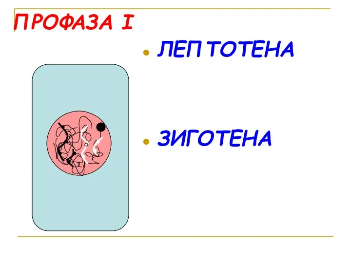 ПРОФАЗА I ЛЕПТОТЕНА ЗИГОТЕНА