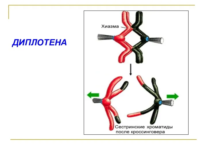 ДИПЛОТЕНА