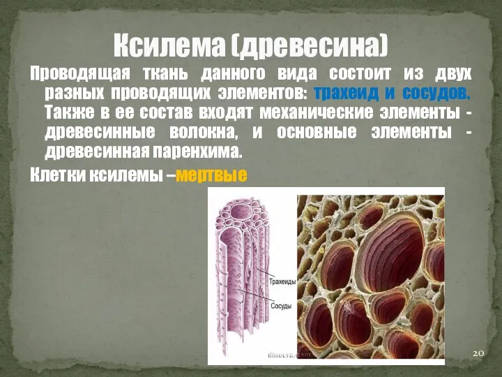 Проводящая ткань данного вида состоит из двух разных проводящих элементов: