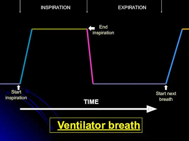 TIME INSPIRATION EXPIRATION Ventilator breath Start inspiration End inspiration Start next breath