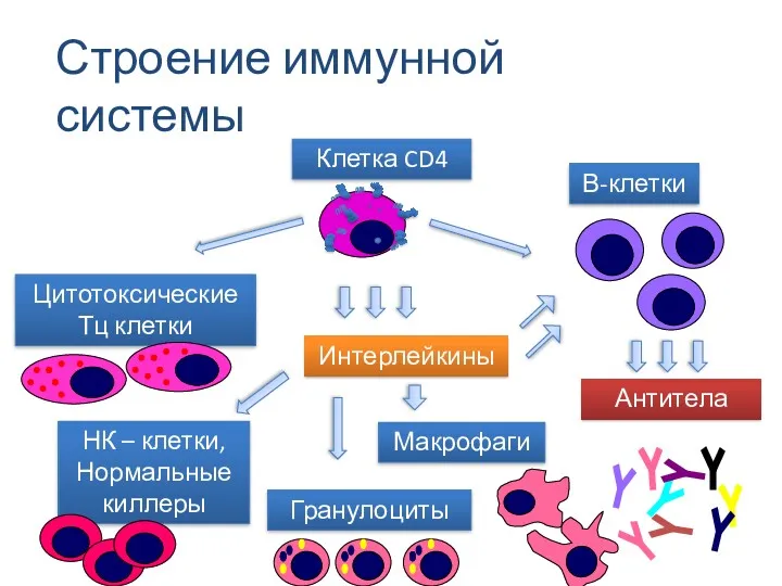 Клетка CD4 Цитотоксические Тц клетки НК – клетки, Нормальные киллеры