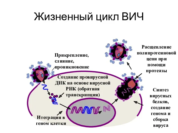 Жизненный цикл ВИЧ Прикрепление, слияние, проникновение Расщепление полипротеиновой цепи при