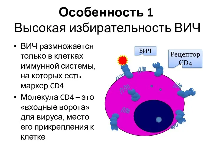 Особенность 1 Высокая избирательность ВИЧ ВИЧ размножается только в клетках