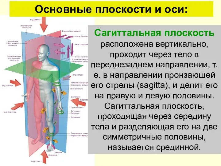 Сагиттальная плоскость расположена вертикально, проходит через тело в переднезаднем направлении,