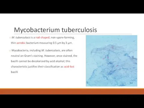 Mycobacterium tuberculosis M. tuberculosis is a rod-shaped, non-spore-forming, thin aerobic