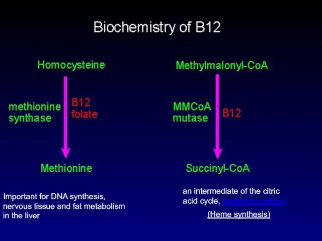 Important for DNA synthesis, nervous tissue and fat metabolism in