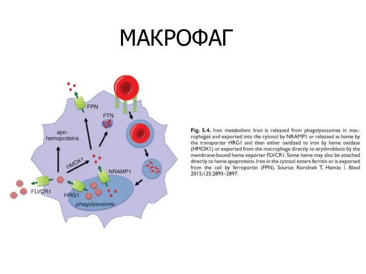 МАКРОФАГ