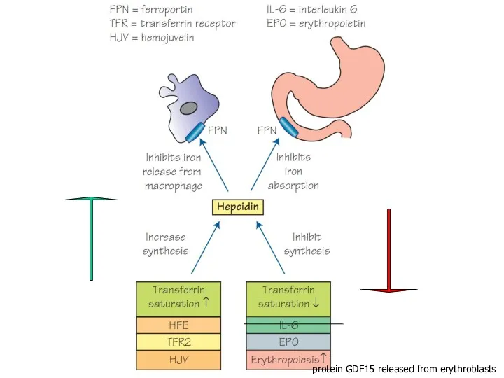 protein GDF15 released from erythroblasts