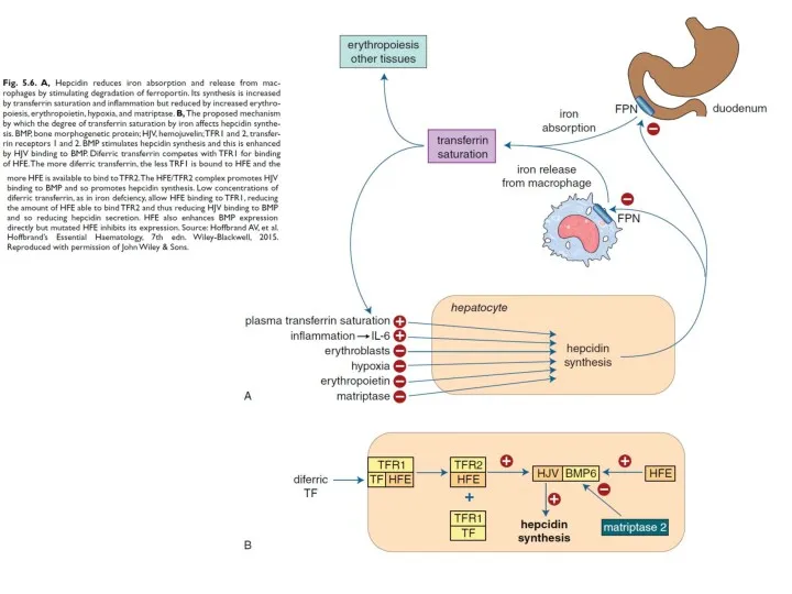 hemojuvelin (HJV) transferrin receptor 2 (TFR2) growth differentiation factor (GDF)