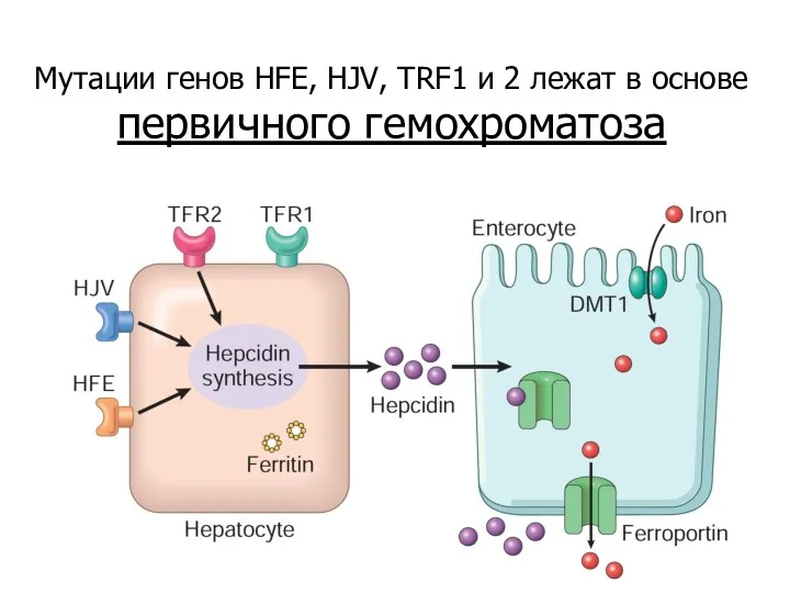 Мутации генов HFE, HJV, TRF1 и 2 лежат в основе первичного гемохроматоза