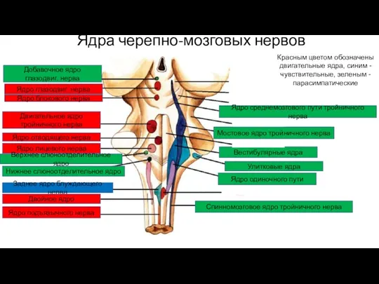 Ядра черепно-мозговых нервов Красным цветом обозначены двигательные ядра, синим -