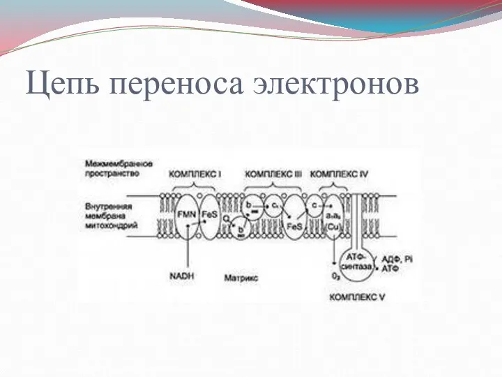 Цепь переноса электронов