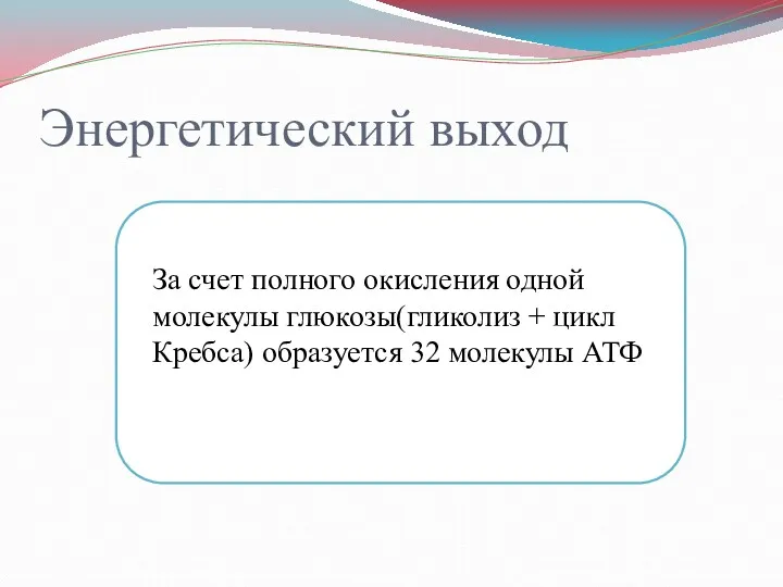 Энергетический выход За счет полного окисления одной молекулы глюкозы(гликолиз + цикл Кребса) образуется 32 молекулы АТФ