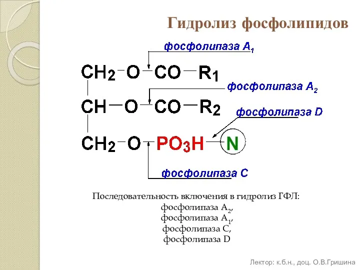Гидролиз фосфолипидов Последовательность включения в гидролиз ГФЛ: фосфолипаза А2, фосфолипаза