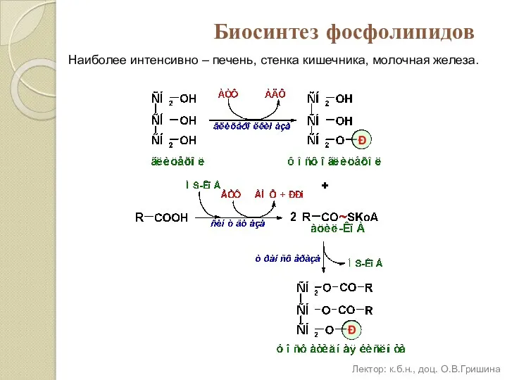 Биосинтез фосфолипидов Наиболее интенсивно – печень, стенка кишечника, молочная железа. Лектор: к.б.н., доц. О.В.Гришина