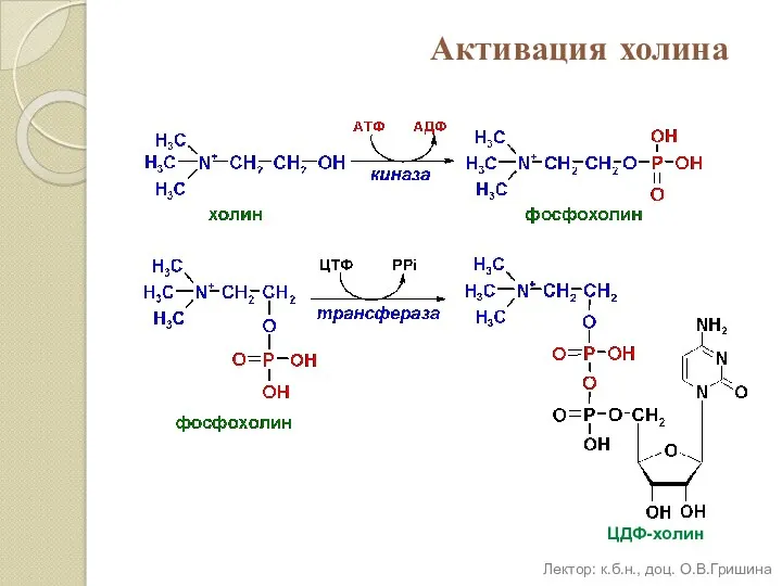 Активация холина ЦДФ-холин Лектор: к.б.н., доц. О.В.Гришина