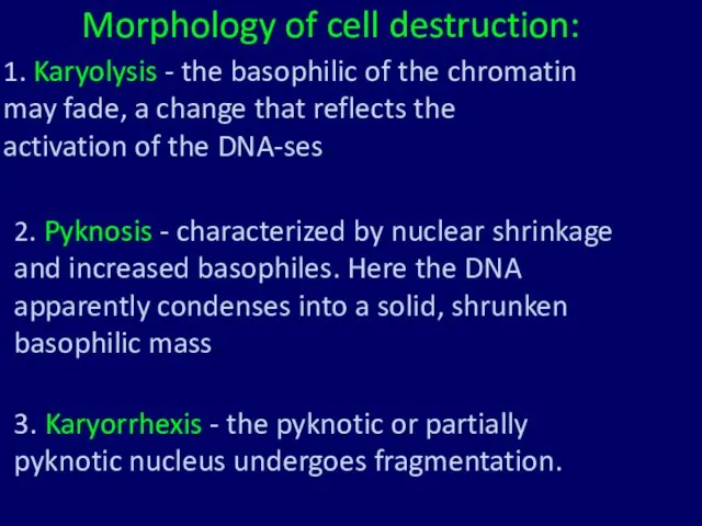 Morphology of cell destruction: 1. Karyolysis - the basophilic of