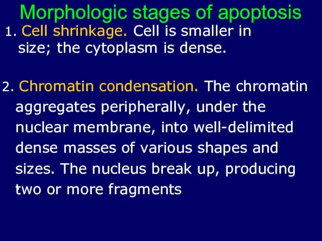 1. Cell shrinkage. Cell is smaller in size; the cytoplasm