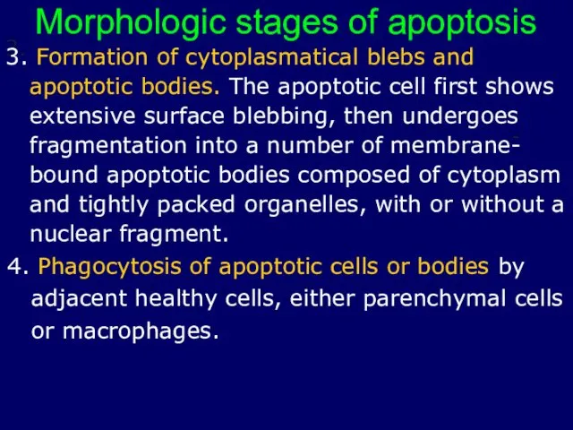 Morphologic stages of apoptosis 3. Formation of cytoplasmatical blebs and