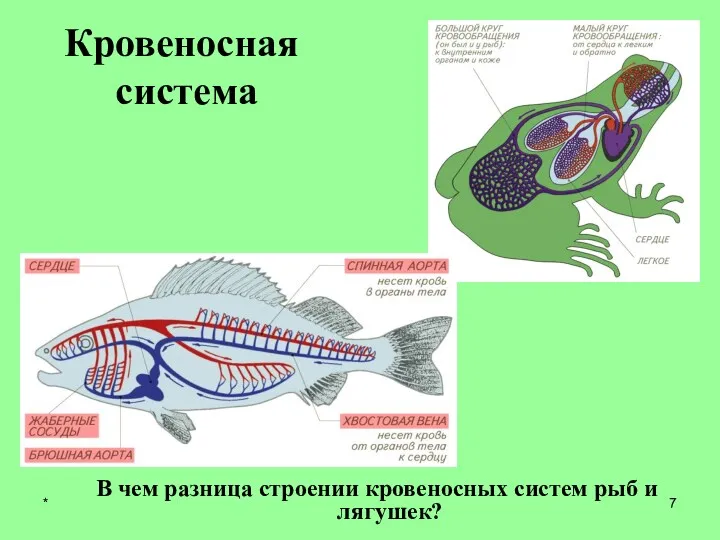 Кровеносная система В чем разница строении кровеносных систем рыб и лягушек? *