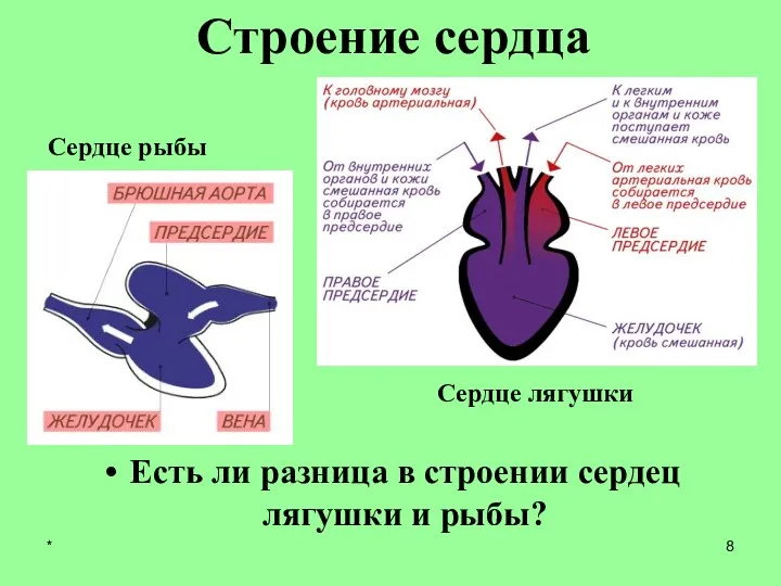 Есть ли разница в строении сердец лягушки и рыбы? Строение сердца Сердце рыбы Сердце лягушки *