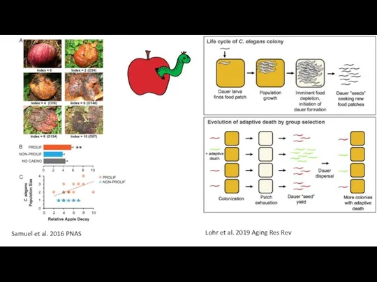 Samuel et al. 2016 PNAS Lohr et al. 2019 Aging Res Rev