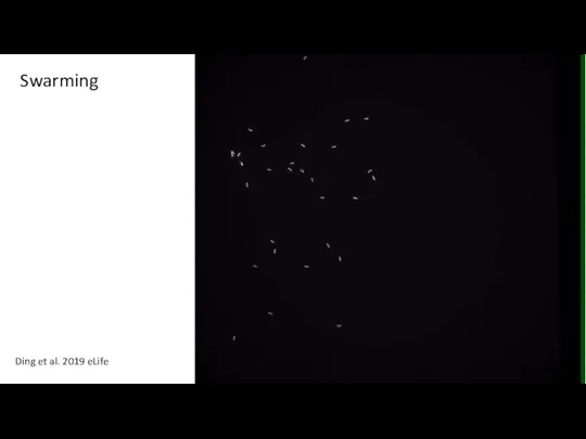 Ding et al. 2019 eLife Swarming