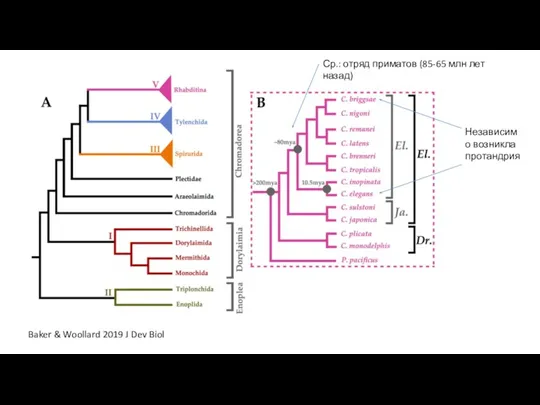 Baker & Woollard 2019 J Dev Biol Ср.: отряд приматов (85-65 млн лет