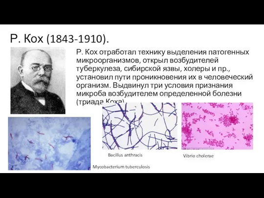 Р. Кох (1843-1910). Р. Кох отработал технику выделения патогенных микроорганизмов, открыл возбудителей туберкулеза,