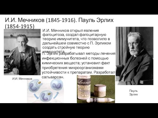 И.И. Мечников (1845-1916). Пауль Эрлих(1854-1915) И.И. Мечников открыл явления фагоцитоза, создал фагоцитарную теорию