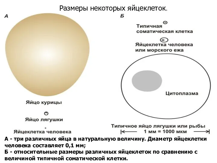 А - три различных яйца в натуральную величину. Диаметр яйцеклетки