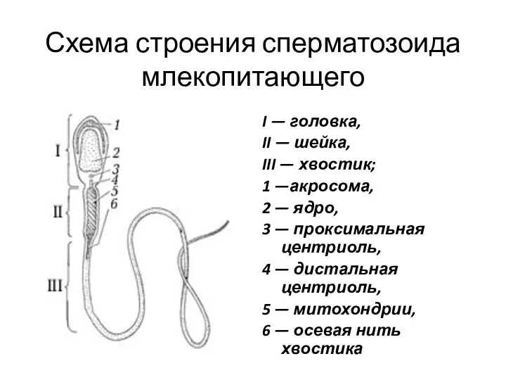 Схема строения сперматозоида млекопитающего I — головка, II — шейка,