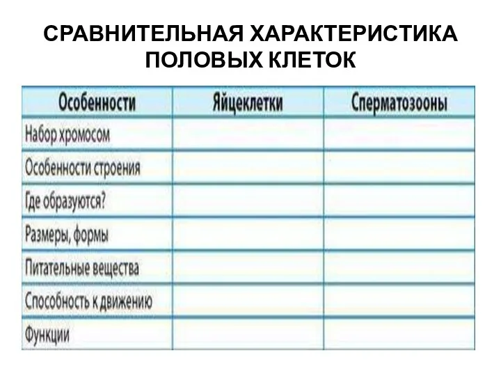 СРАВНИТЕЛЬНАЯ ХАРАКТЕРИСТИКА ПОЛОВЫХ КЛЕТОК