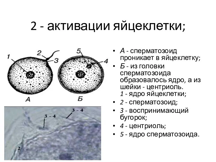 2 - активации яйцеклетки; А - сперматозоид проникает в яйцеклетку;