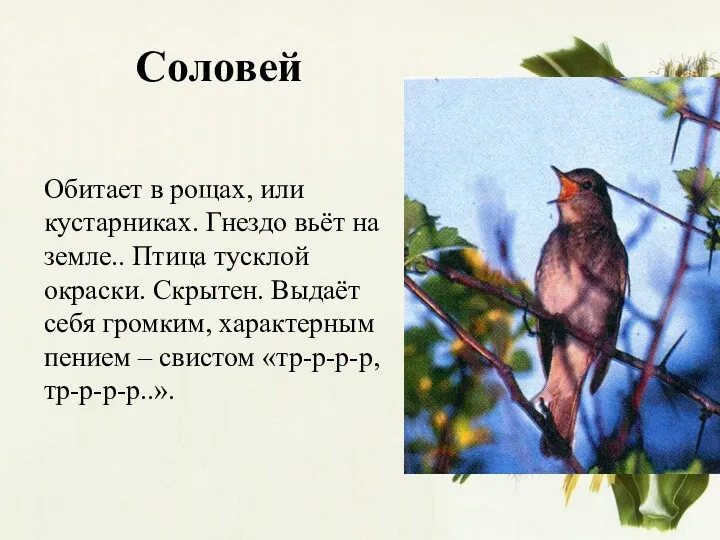 Соловей Обитает в рощах, или кустарниках. Гнездо вьёт на земле..