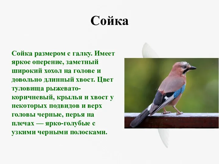 Сойка Сойка размером с галку. Имеет яркое оперение, заметный широкий