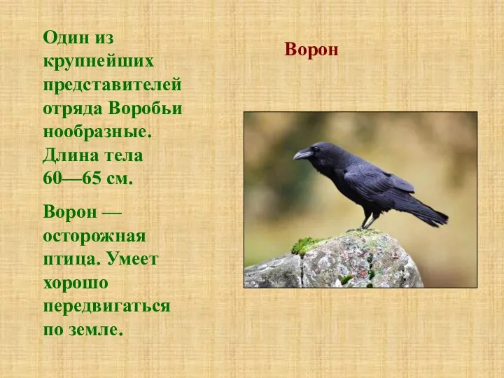 Ворон Один из крупнейших представителей отряда Воробьинообразные. Длина тела 60—65