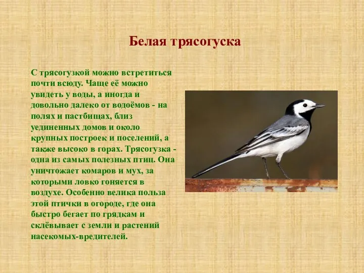 Белая трясогуска С трясогузкой можно встретиться почти всюду. Чаще её